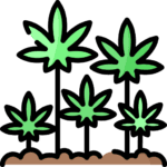 The Capitol Dispensary Washington DC Store Pick Up Delivery